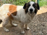 Liza, chienne de 2 ans à adopter en association