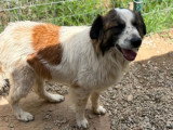 Liza, chienne de 2 ans à adopter en association