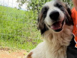 Liza, chienne de 2 ans à adopter en association