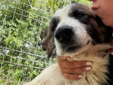 Liza, chienne de 2 ans à adopter en association
