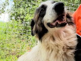 Liza, chienne de 2 ans à adopter en association