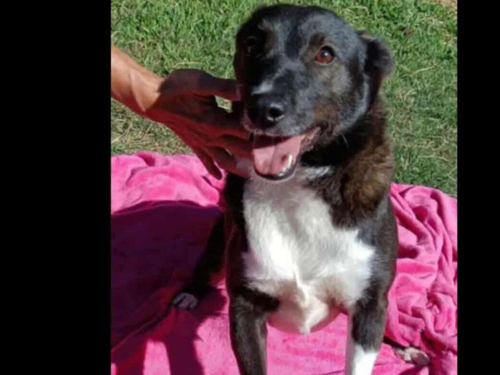 À la recherche d'une famille : chienne de 5 ans au pelage noir et blanc