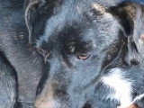 Prête pour l'adoption : chienne d'un an au pelage bringé