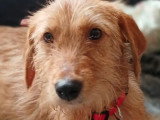 Adoption disponible : chiot femelle de 10 mois au pelage fauve