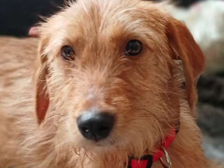 Adoption disponible : chiot femelle de 10 mois au pelage fauve