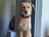 Adoption disponible : chiot femelle de 10 mois au pelage fauve