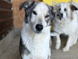 Maxima, chienne de 4 ans à adopter en association