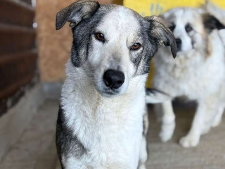 Maxima, chienne de 4 ans à adopter en association