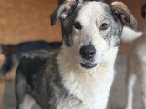 Maxima, chienne de 4 ans à adopter en association