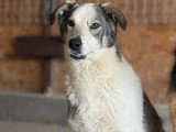 Maxima, chienne de 4 ans à adopter en association
