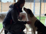 Maxima, chienne de 4 ans à adopter en association