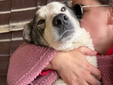 Maxima, chienne de 4 ans à adopter en association