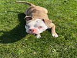 Chien adulte de type American Bully à vendre