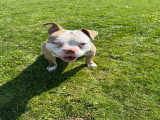 Chien adulte de type American Bully à vendre