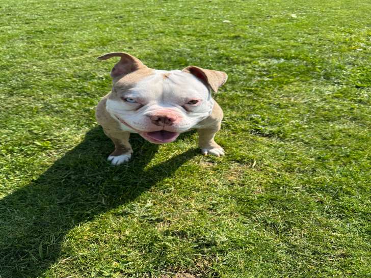 Chien adulte de type American Bully à vendre