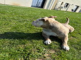 Chien adulte de type American Bully à vendre