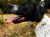 Pointer Anglais LOF à vendre
