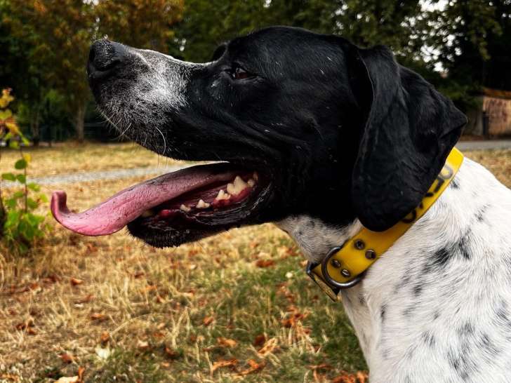Pointer Anglais LOF à vendre