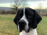 Pointer Anglais LOF à vendre