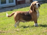 Chienne Beagle LOF confirmée à vendre, née en juin 2021
