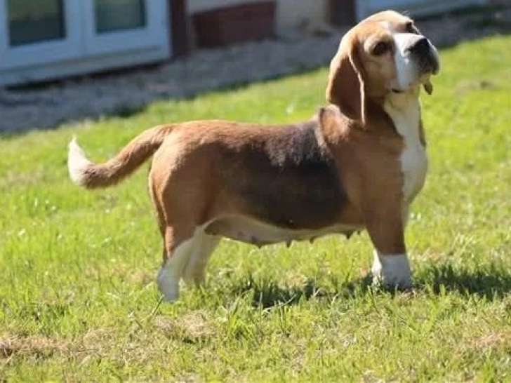 Chienne Beagle LOF confirmée à vendre, née en juin 2021