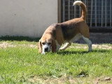 Chienne Beagle LOF confirmée à vendre, née en juin 2021