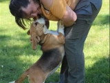 Chienne Beagle LOF confirmée à vendre, née en juin 2021