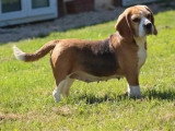 Chienne Beagle LOF confirmée à vendre, née en juin 2021