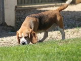 Chienne Beagle LOF confirmée à vendre, née en juin 2021