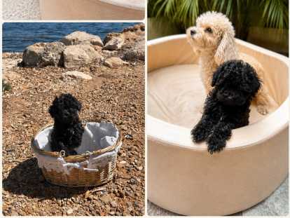 Chiot femelle Maltipoo à vendre