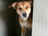 Luna, chienne de 5 ans à adopter en refuge
