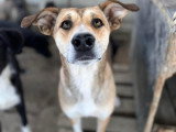 Luna, chienne de 5 ans à adopter en refuge