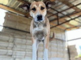 Luna, chienne de 5 ans à adopter en refuge