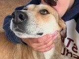 Luna, chienne de 5 ans à adopter en refuge