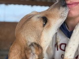 Luna, chienne de 5 ans à adopter en refuge