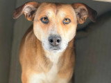 Luna, chienne de 5 ans à adopter en refuge
