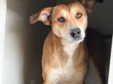 Luna, chienne de 5 ans à adopter en refuge