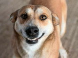 Luna, chienne de 5 ans à adopter en refuge