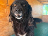 Umbra, chienne tranquille à adopter en association