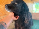Umbra, chienne tranquille à adopter en association