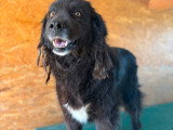 Umbra, chienne tranquille à adopter en association