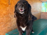 Umbra, chienne tranquille à adopter en association
