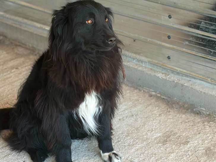 Lunna, chienne souriante à adopter en association