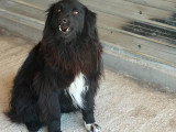 Lunna, chienne souriante à adopter en association