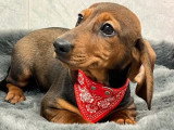 Chiot Teckel nain poil ras fauve charbonné de mars 2026 LOF à vendre