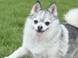 Chienne Pomchi marquage husky non LOF de 2 ans à vendre