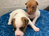 5 chiots Jack Russell Terrier poil lisse LOF de mai 2026 à réserver
