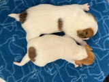 5 chiots Jack Russell Terrier poil lisse LOF de mai 2026 à réserver