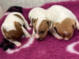 5 chiots Jack Russell Terrier poil lisse LOF de mai 2026 à réserver