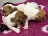 5 chiots Jack Russell Terrier poil lisse LOF de mai 2026 à réserver